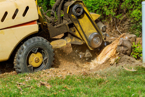 Best Residential Tree Removal  in USA